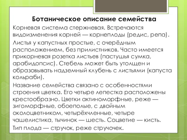 Ботаническое описание семейства Корневая система стержневая. Встречаются видоизменения корней —