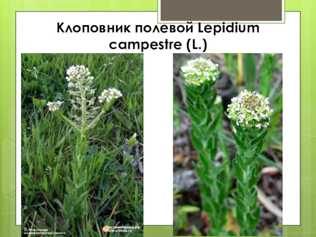 Клоповник полевой Lepidium campestre (L.)