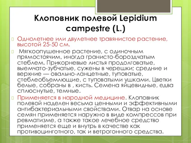 Клоповник полевой Lepidium campestre (L.) Однолетнее или двулетнее травянистое растение,