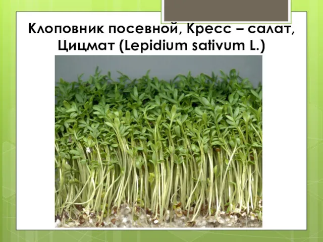 Клоповник посевной, Кресс – салат, Цицмат (Lepidium sativum L.)