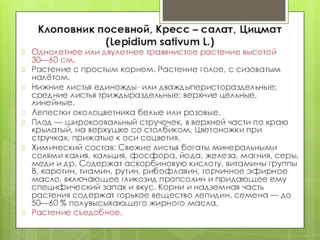 Клоповник посевной, Кресс – салат, Цицмат (Lepidium sativum L.) Однолетнее