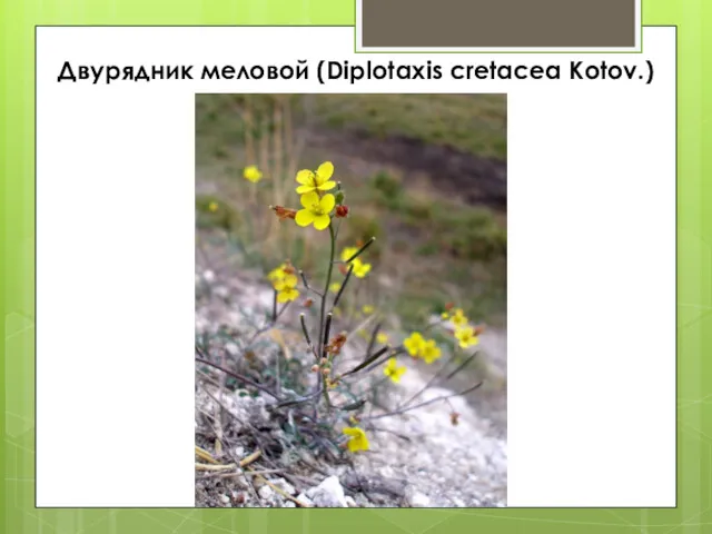 Двурядник меловой (Diplotaxis cretacea Kotov.)
