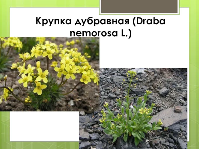 Крупка дубравная (Draba nemorosa L.)