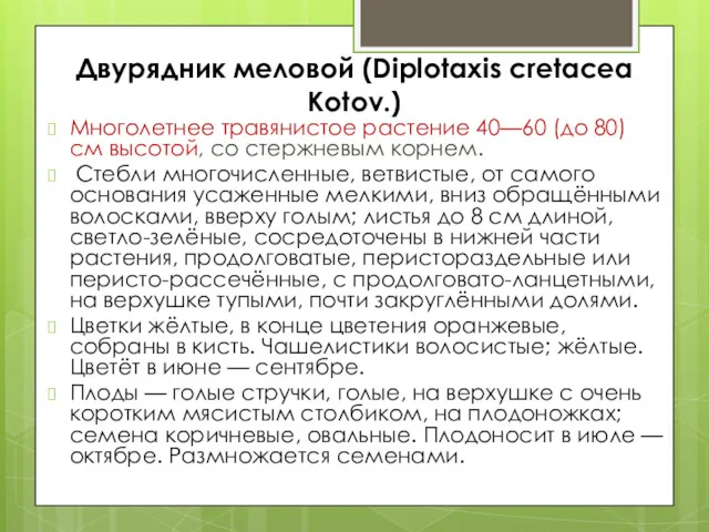 Двурядник меловой (Diplotaxis cretacea Kotov.) Многолетнее травянистое растение 40—60 (до