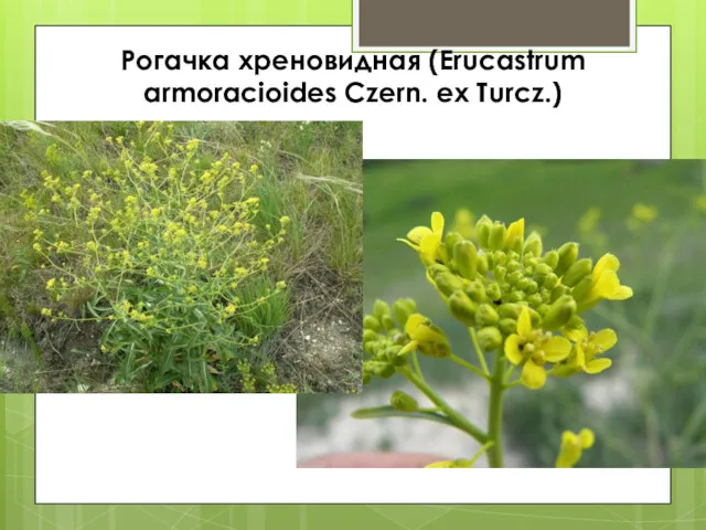 Рогачка хреновидная (Erucastrum armoracioides Czern. ex Turcz.)