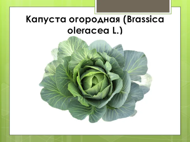 Капуста огородная (Brassica oleracea L.)