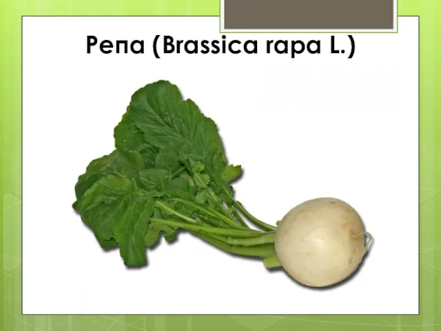 Репа (Brassica rapa L.)