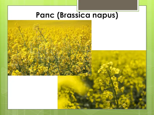 Рапс (Brassica napus)