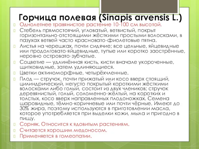 Горчица полевая (Sinapis arvensis L.) Однолетнее травянистое растение 10-100 см