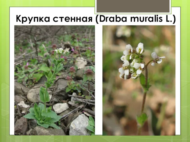 Крупка стенная (Draba muralis L.)