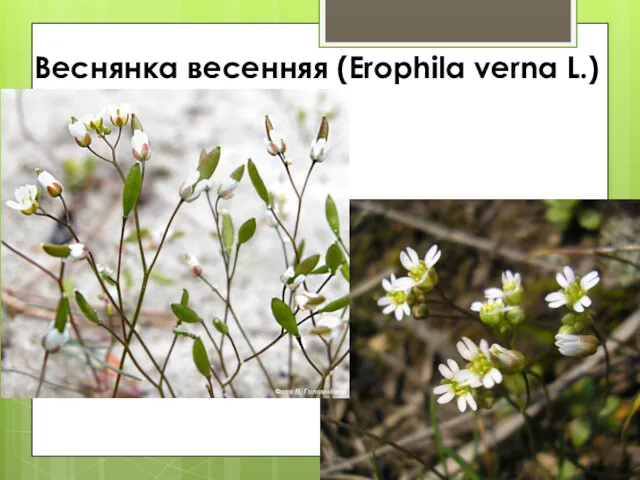 Веснянка весенняя (Erophila verna L.)