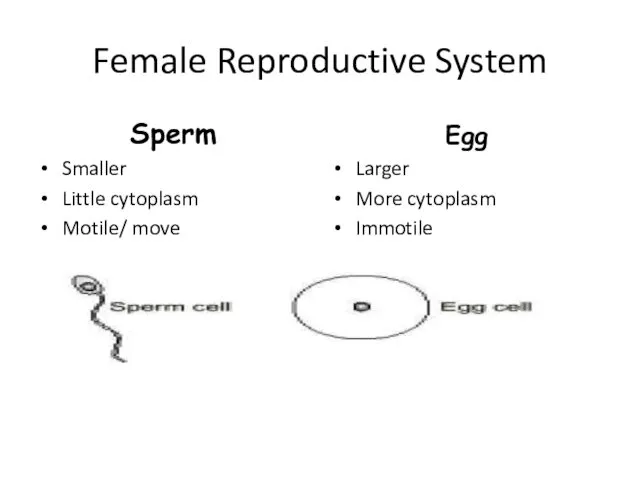 Female Reproductive System Sperm Smaller Little cytoplasm Motile/ move Egg Larger More cytoplasm Immotile