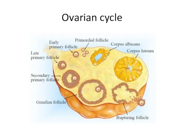 Ovarian cycle