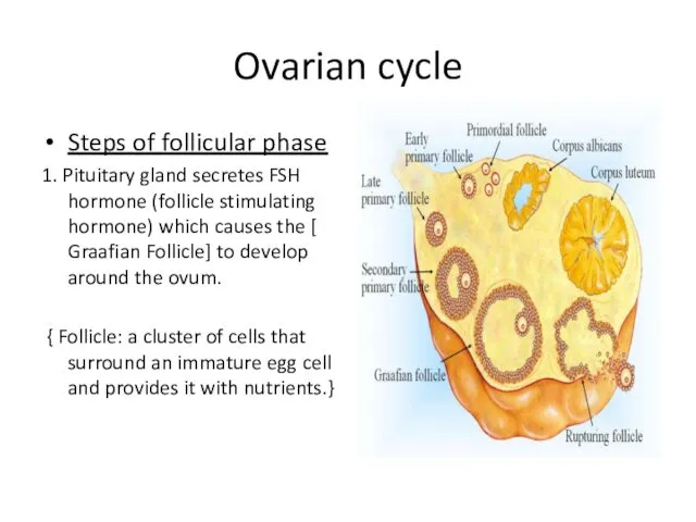 Ovarian cycle Steps of follicular phase 1. Pituitary gland secretes