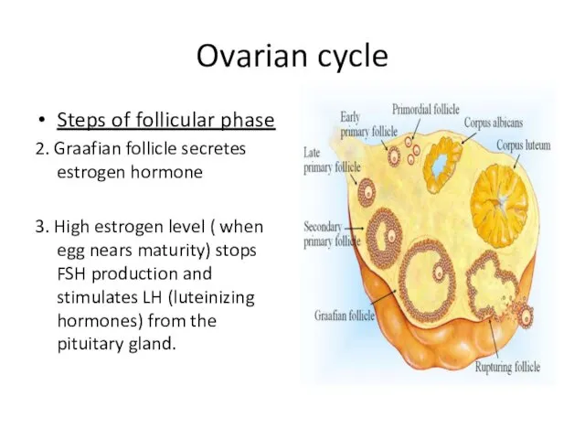 Ovarian cycle Steps of follicular phase 2. Graafian follicle secretes