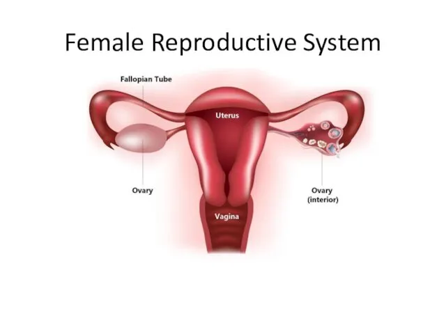 Female Reproductive System