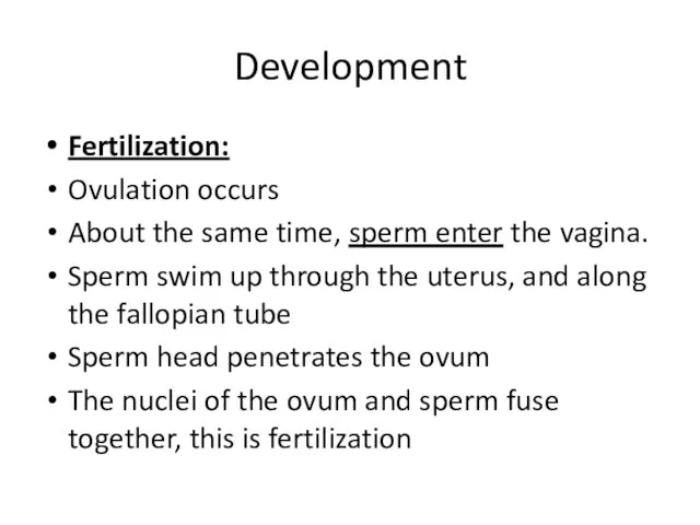 Development Fertilization: Ovulation occurs About the same time, sperm enter