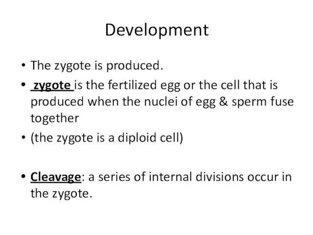 Development The zygote is produced. zygote is the fertilized egg