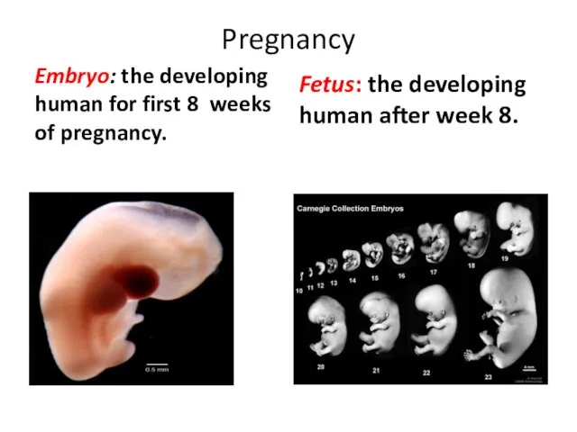 Pregnancy Fetus: the developing human after week 8. Embryo: the