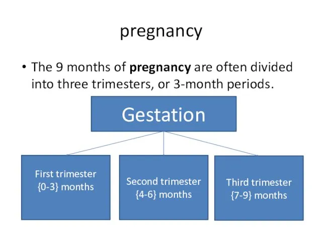 pregnancy The 9 months of pregnancy are often divided into