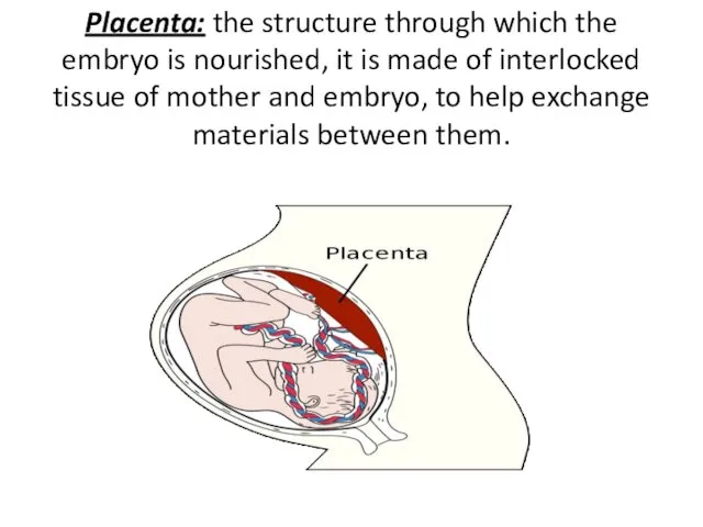 Placenta: the structure through which the embryo is nourished, it
