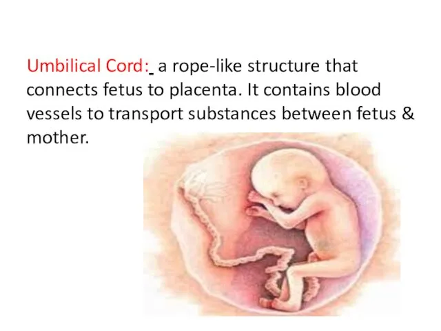 Umbilical Cord: a rope-like structure that connects fetus to placenta.