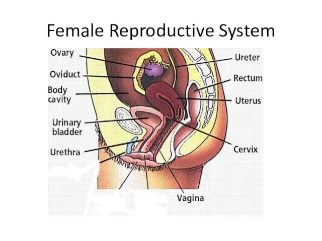 Female Reproductive System