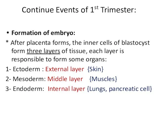 Continue Events of 1st Trimester: Formation of embryo: * After