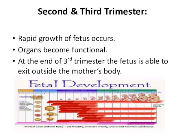 Second & Third Trimester: Rapid growth of fetus occurs. Organs