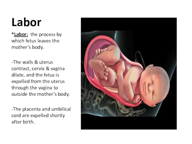Labor *Labor: the process by which fetus leaves the mother’s