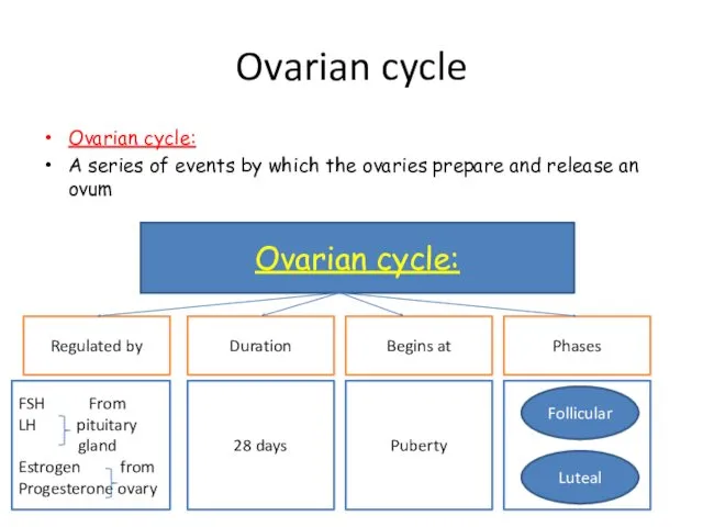 Ovarian cycle Ovarian cycle: A series of events by which
