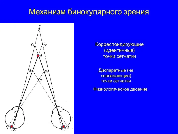 Механизм бинокулярного зрения Корреспондирующие(идентичные) точки сетчатки Диспаратные (не совпадающие) точки сетчатки Физиологическое двоение