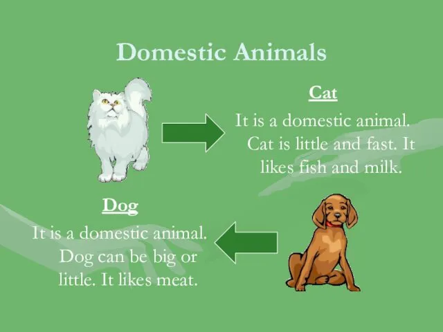 Domestic Animals Cat It is a domestic animal. Cat is little and fast.