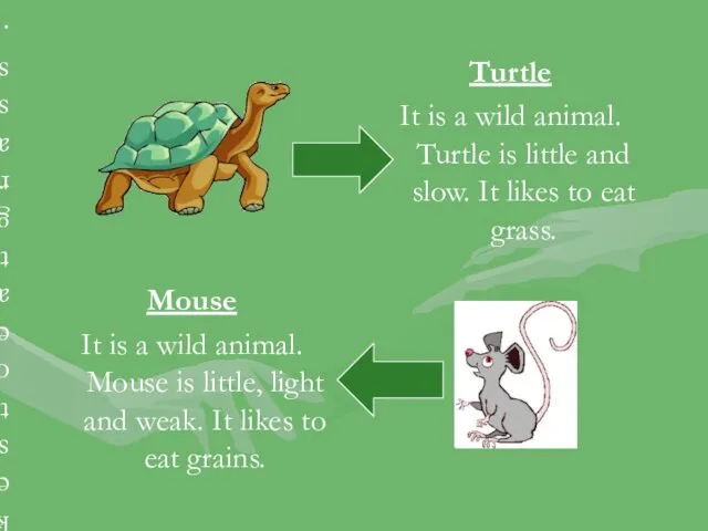 Turtle It is a wild animal. Turtle is little and