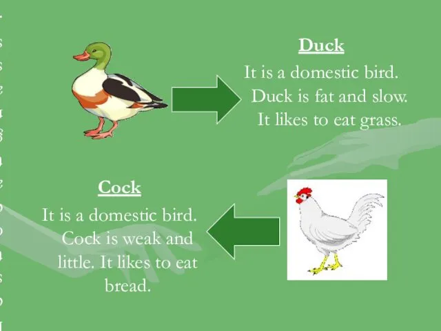 Duck It is a domestic bird. Duck is fat and