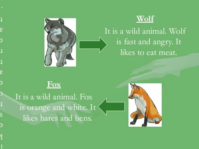 Wolf It is a wild animal. Wolf is fast and angry. It likes