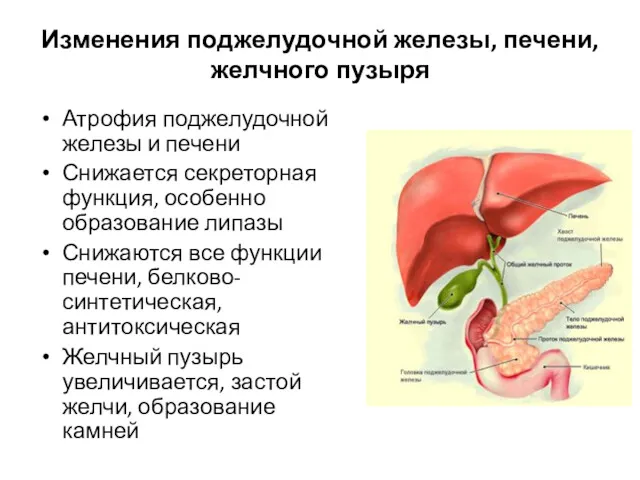 Изменения поджелудочной железы, печени, желчного пузыря Атрофия поджелудочной железы и