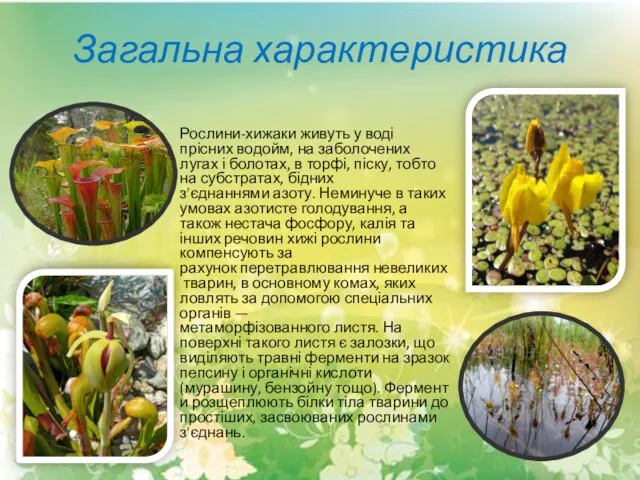 Загальна характеристика Рослини-хижаки живуть у воді прісних водойм, на заболочених лугах і болотах,