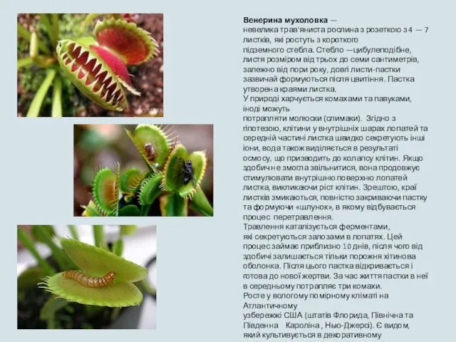 Венерина мухоловка — невелика трав'яниста рослина з розеткою з 4 — 7 листків,