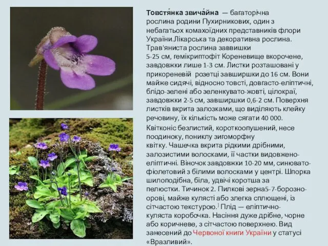 Товстя́нка звича́йна — багаторічна рослина родини Пухирникових, один з небагатьох
