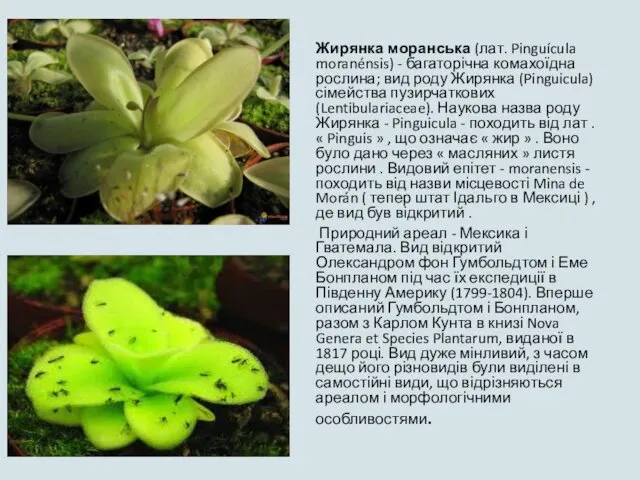 Жирянка моранська (лат. Pinguícula moranénsis) - багаторічна комахоїдна рослина; вид