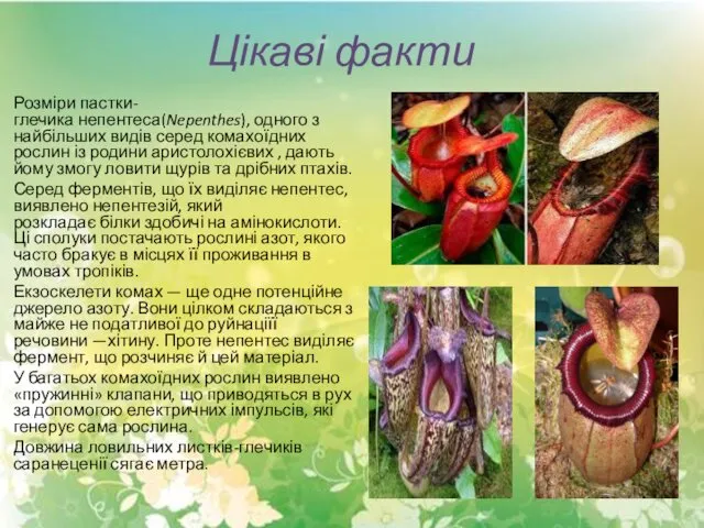 Цікаві факти Розміри пастки-глечика непентеса(Nepenthes), одного з найбільших видів серед комахоїдних рослин із