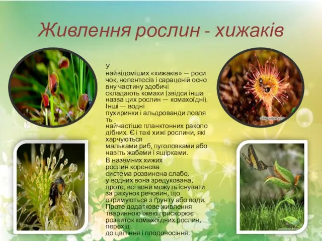 Живлення рослин - хижаків У найвідоміших «хижаків» — росичок, непентесів і сараценій основну