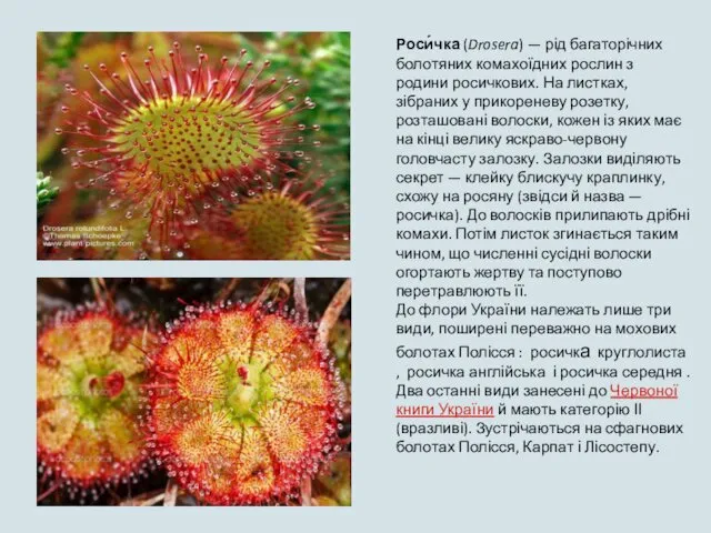 Роси́чка (Drosera) — рід багаторічних болотяних комахоїдних рослин з родини