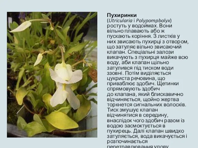 Пухиринки (Utricularia i Polypompbolyx) ростуть у водоймах. Вони вільно плавають або ж пускають