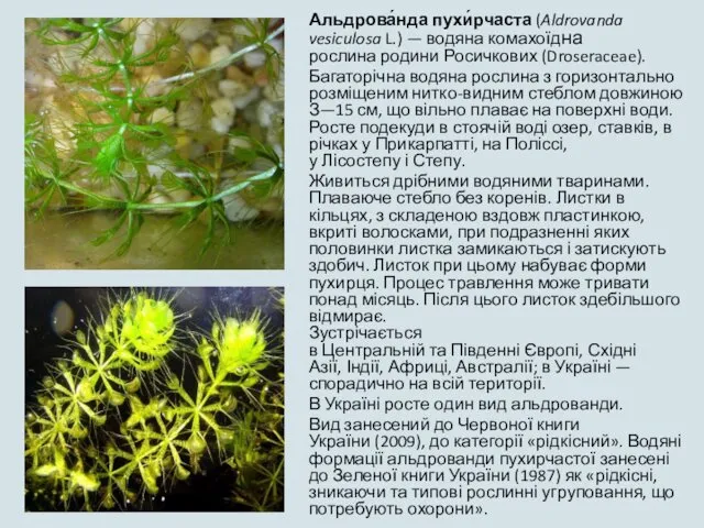 Альдрова́нда пухи́рчаста (Aldrovanda vesiculosa L.) — водяна комахоїдна рослина родини Росичкових (Droseraceae). Багаторічна