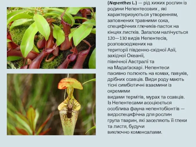 Непентес (Nepenthes L.) — рід хижих рослин із родини Непентесових , які характеризуються