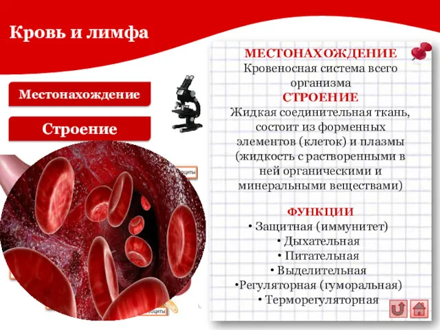 Местонахождение Строение МЕСТОНАХОЖДЕНИЕ Кровеносная система всего организма СТРОЕНИЕ Жидкая соединительная