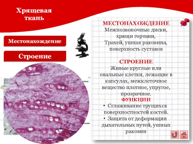 Местонахождение Строение МЕСТОНАХОЖДЕНИЕ Межпозвоночные диски, хрящи гортани, Трахей, ушная раковина,