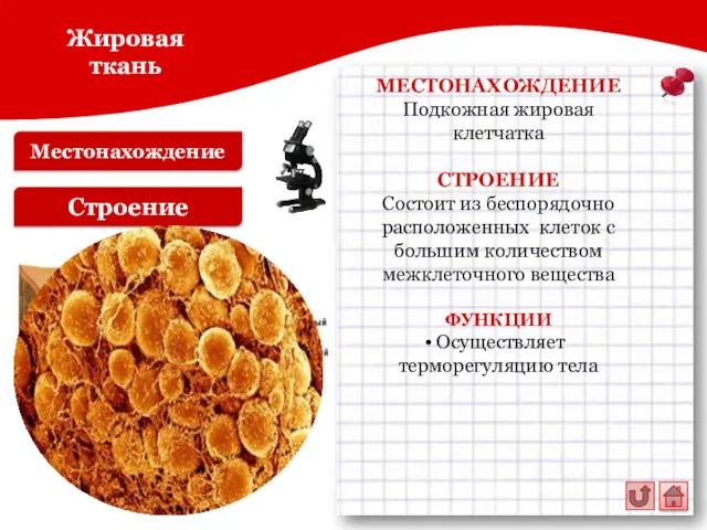 Местонахождение Строение МЕСТОНАХОЖДЕНИЕ Подкожная жировая клетчатка СТРОЕНИЕ Состоит из беспорядочно